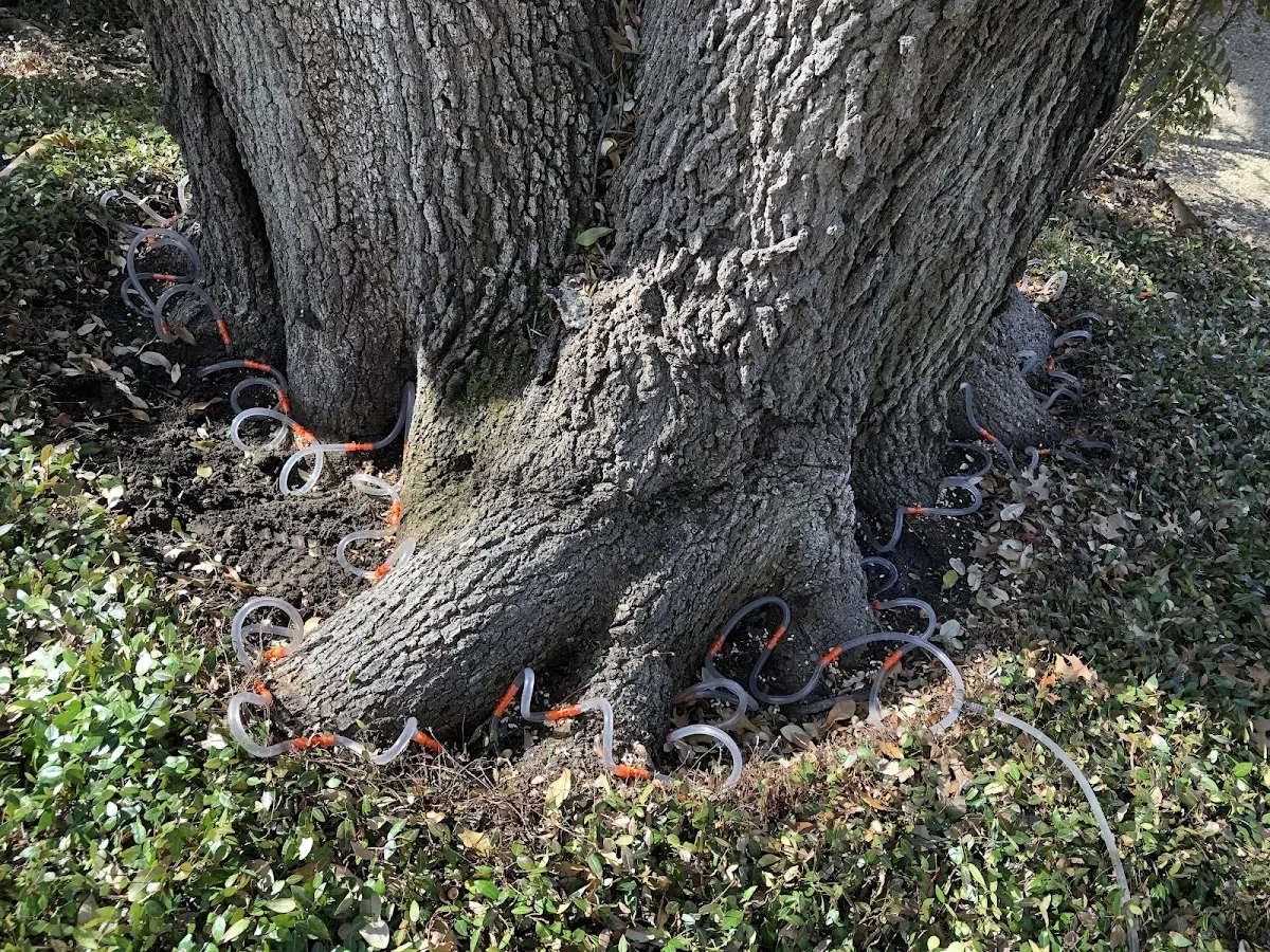 Detailed Tree Cabling and Bracing job site in Zearing