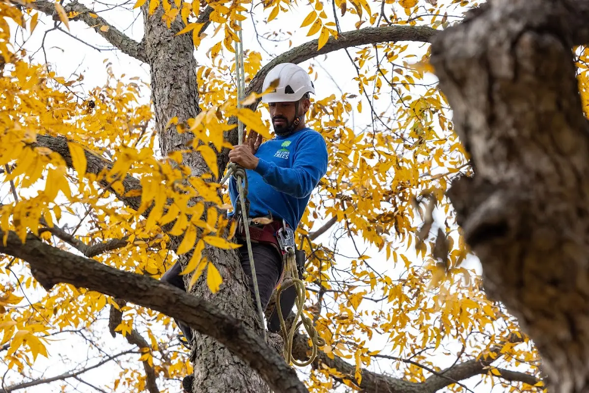Skilled Tree Trimming crew working in Zearing